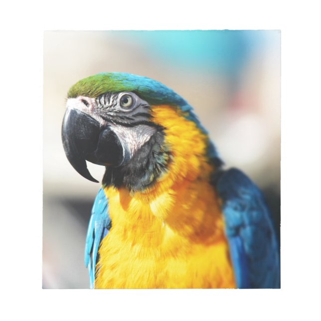 Bloco De Notas papagaio (Frente)