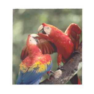 Bloco De Notas Par de Macaws Escarlate