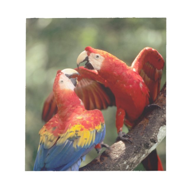 Bloco De Notas Par de Macaws Escarlate (Frente)