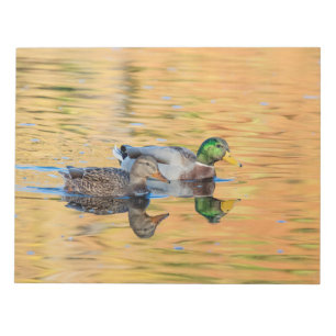 Bloco De Notas Par de Mallards