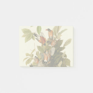 Bloco De Notas Pássaro Americano Robin Wildlife