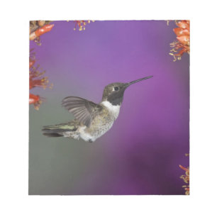 Bloco De Notas Pássaro Humingbird, Archilochus alexandri,