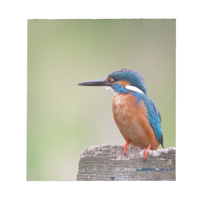 Bloco De Notas Pássaro Kingfisher. (Frente)