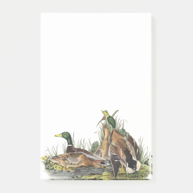 Bloco De Notas Pato selvagem por Audubon (Frente)