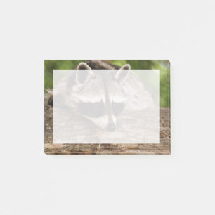 Bloco De Notas Pedaço de guaxinim em um registro