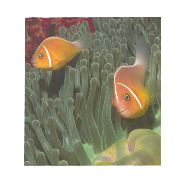 Bloco De Notas Peixe-palhaço-rosa em Anêmona-do-mar Magnífica (Frente)