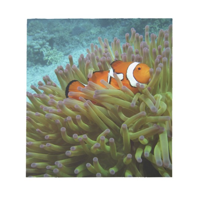 Bloco De Notas Peixe-palheiro ocidental ( Amphiprion ocellaris ) (Frente)