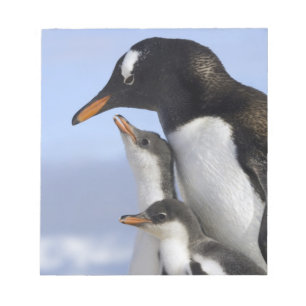 Bloco De Notas Península Antártica, Porto Neko, Pinguim-de-gentoo