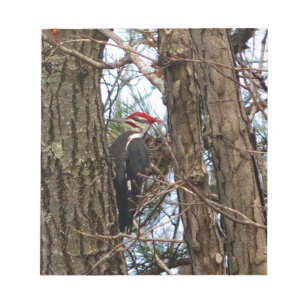 Bloco De Notas Pica-pau masculino de Pileated