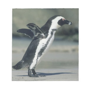 Bloco De Notas Pinguim-africano
