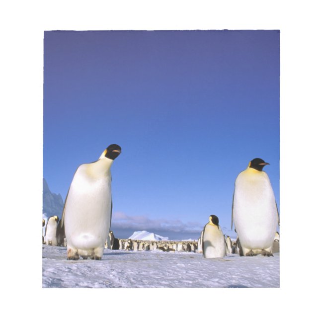 Bloco De Notas Pinguim | Antártida, Península Antártica (Frente)