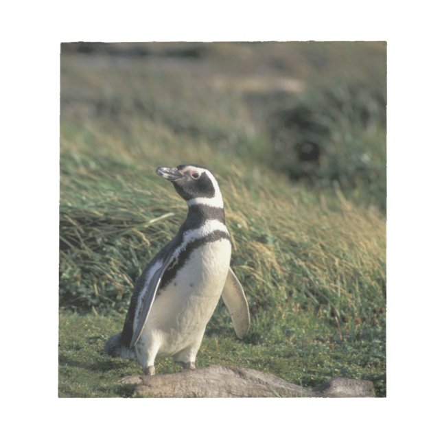 Bloco De Notas Pinguim-de-magalhães (Spheniscus magellanicus), (Frente)