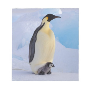 Bloco De Notas Pinguim-imperador   Aptenodytes