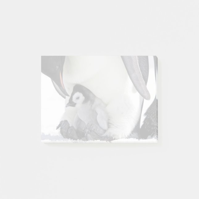 Bloco De Notas Pinguim Imperador| Ilha Snow Hill (Frente)