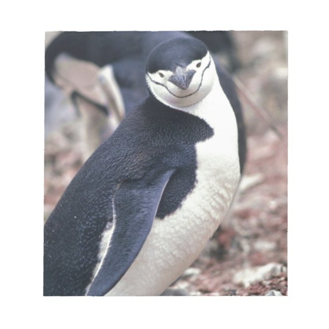 Bloco De Notas Pinguim-Pássaro Cinto-Negro Água Branca (Frente)