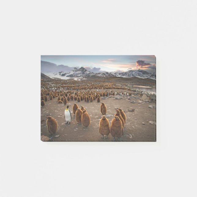 Bloco De Notas Pinguins ao Pôr do Sol (Frente)