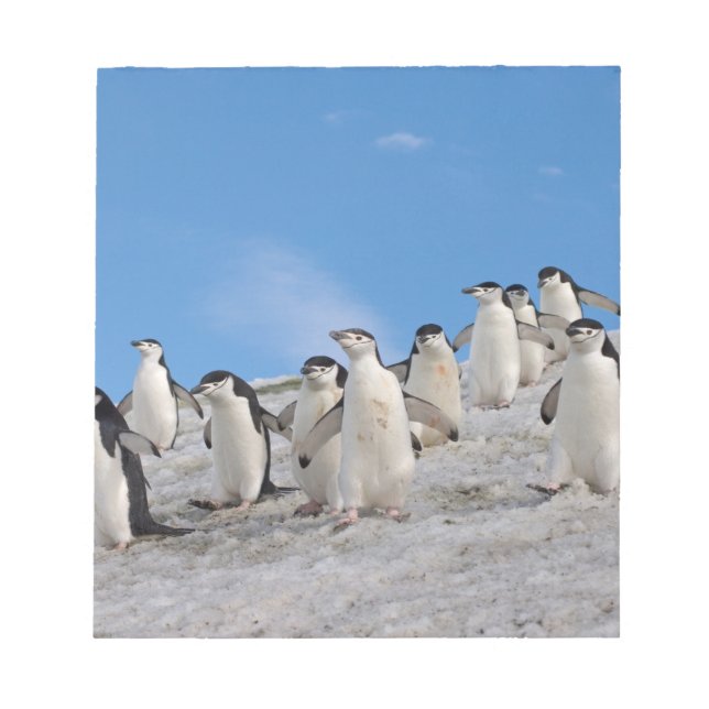 Bloco De Notas Pinguins Chinstrap | Pygoscelis Antártica (Frente)