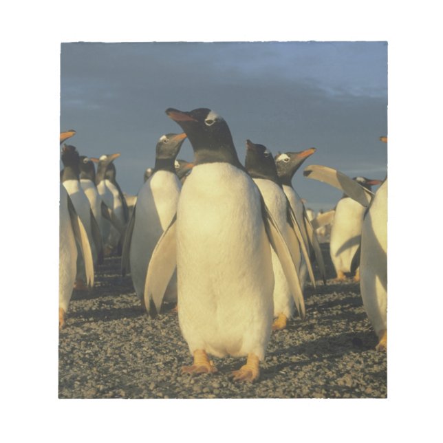 Bloco De Notas Pinguins-de-gentoo, (Pygoscelis papua), Ilhas Malv (Frente)