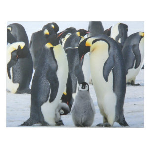 Bloco De Notas Pinguins de imperador