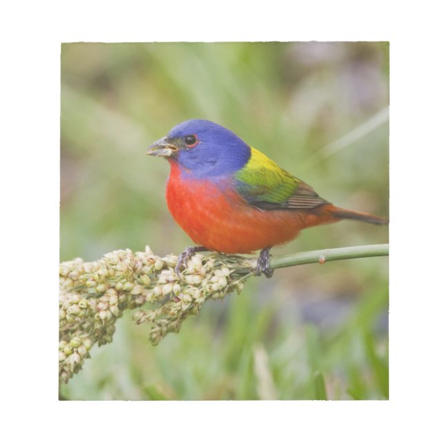 Bloco De Notas Pintassilgo-pintado (Passerina ciris) macho se ali (Frente)
