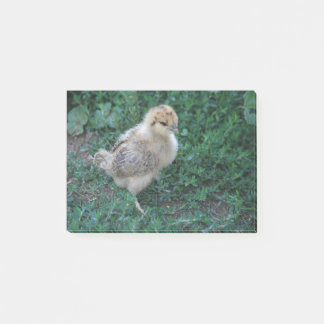 Bloco De Notas Pintinho