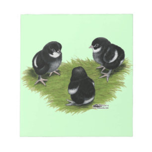 Bloco De Notas Pintinhos de cobre pretos de Marans