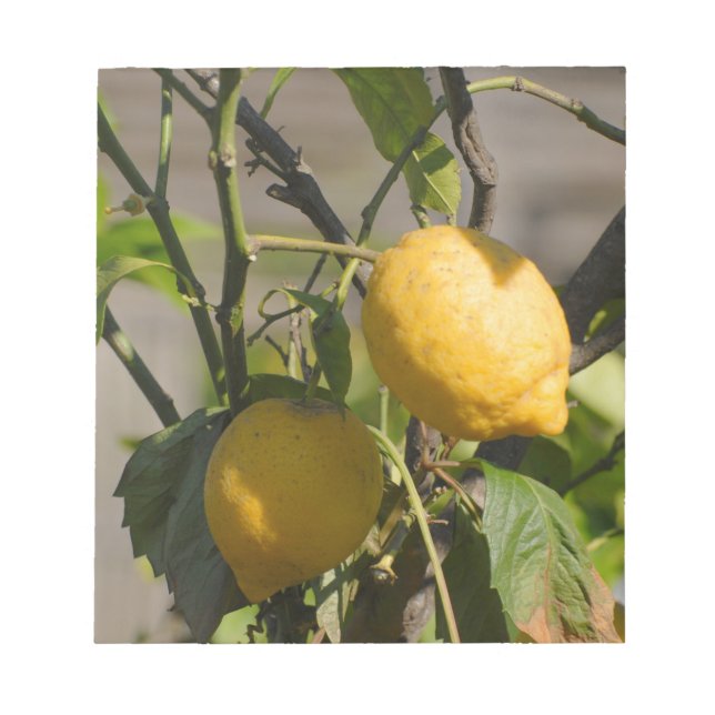 Bloco De Notas Placa gráfica de limão espanhola (Frente)