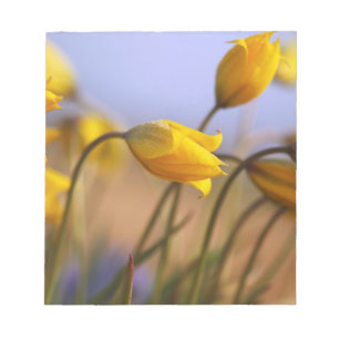 Bloco De Notas Plano aproximado de narcisos