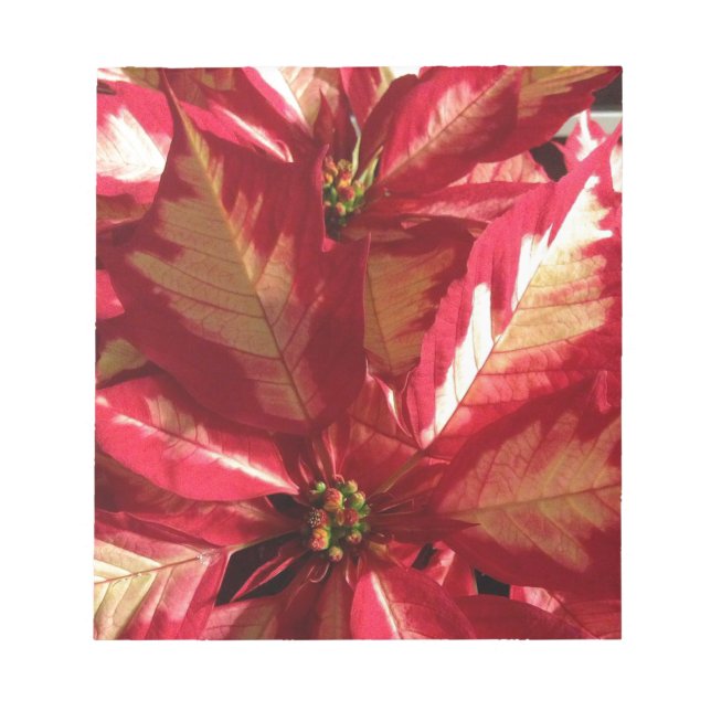 Bloco De Notas Poinsettia Rosa (Frente)