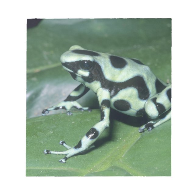 Bloco De Notas Poison Dart Sapo (Dendrobates auratus) Cahuita (Frente)