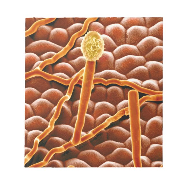 Bloco De Notas Powdery Mildew Fungus em Poinsettia (Frente)