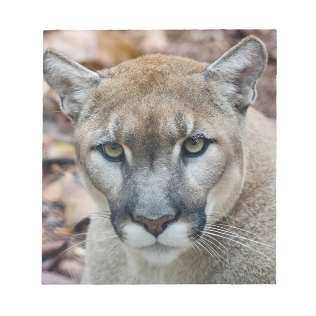 Bloco De Notas Puma, leão-da-montanha, pantera-da-flórida, Puma (Frente)