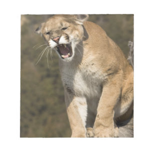 Bloco De Notas Puma ou leão-da-montanha, puma concolor, Cativo -
