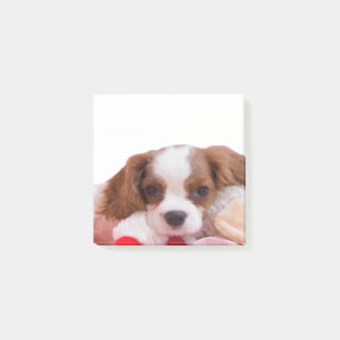 Bloco De Notas Puppy Cavalier King Charles Spaniel Posta