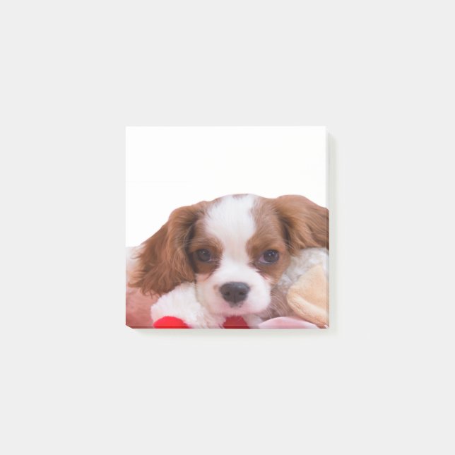 Bloco De Notas Puppy Cavalier King Charles Spaniel Posta (Frente)