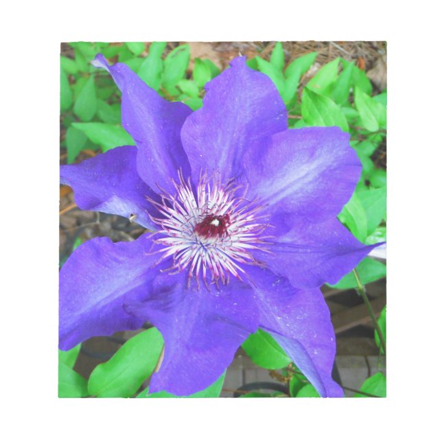 Bloco De Notas Purple Clematis Flower (Frente)