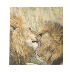 Bloco De Notas Quênia, Masai Mara