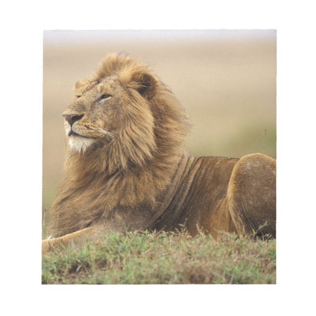 Bloco De Notas Quênia, Masai Mara | Leão macho (Frente)