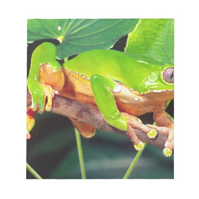 Bloco De Notas Rã-árvore-gigante-bicolor, Phyllomedusa (Frente)