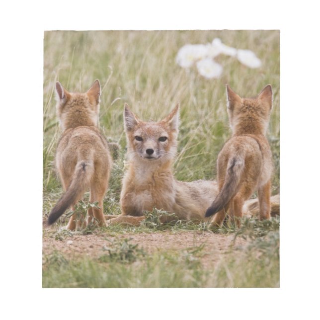Bloco De Notas Raposa Veloz (Vulpes velox) fêmea com filhotes em (Frente)