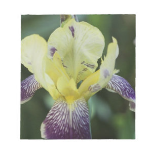Bloco de notas raro da orquídea
