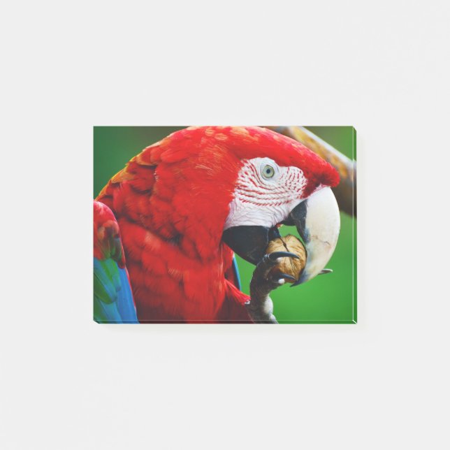 Bloco De Notas Red-and-green Macaw (Frente)