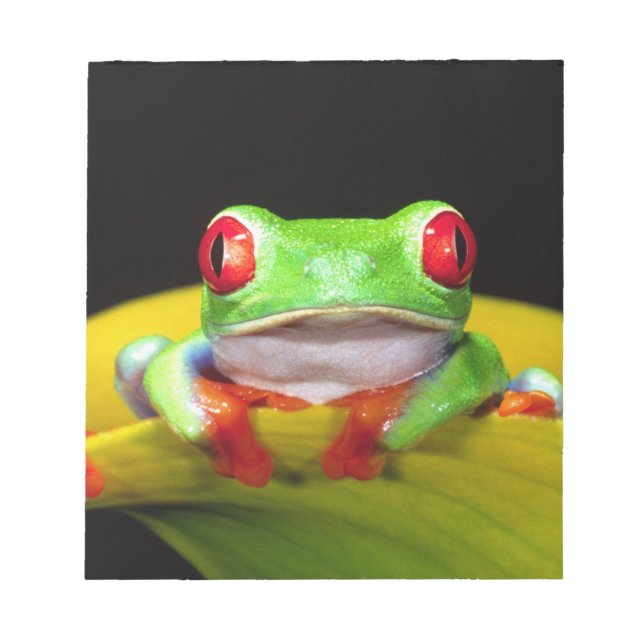 Bloco De Notas Red Eye Treefrog, Agalychinis callidryas, Nativo (Frente)