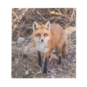 Bloco De Notas Red Fox perto e pessoal