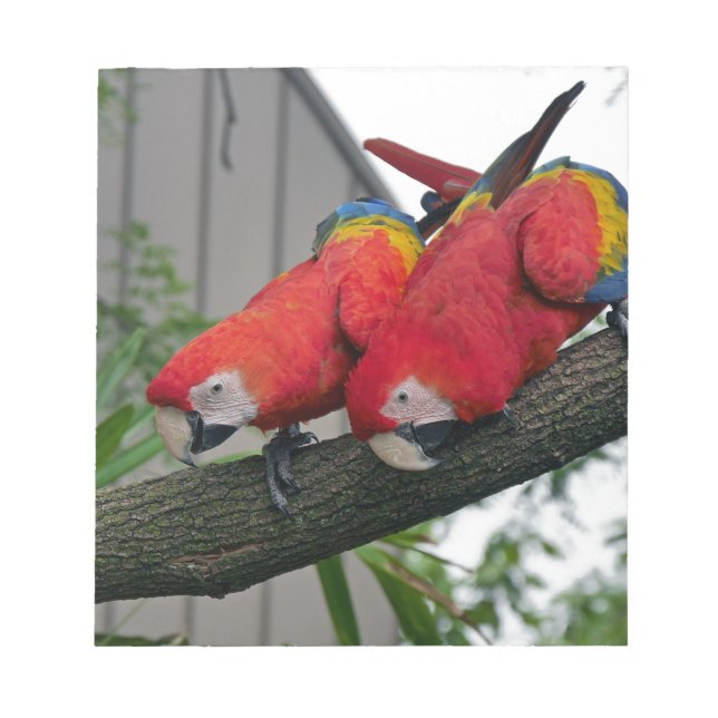 Bloco De Notas Red Macaws 2.JPG (Frente)