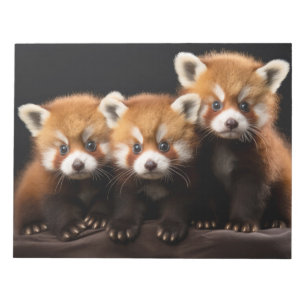 Bloco De Notas Red Panda Wild Retrait Nature Beauty