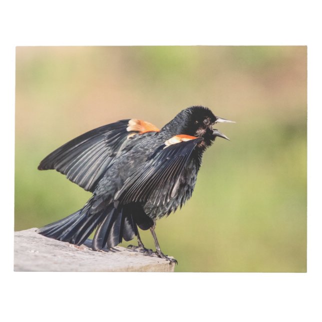 Bloco De Notas Red Winged Blackbird Singing (Frente)