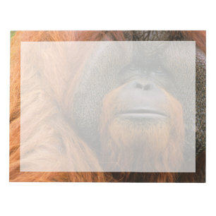 Bloco De Notas Retrato do Orang-utango Macho, Geórgia, EUA