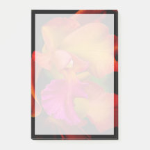 Retrato Orquídeo Cattleya