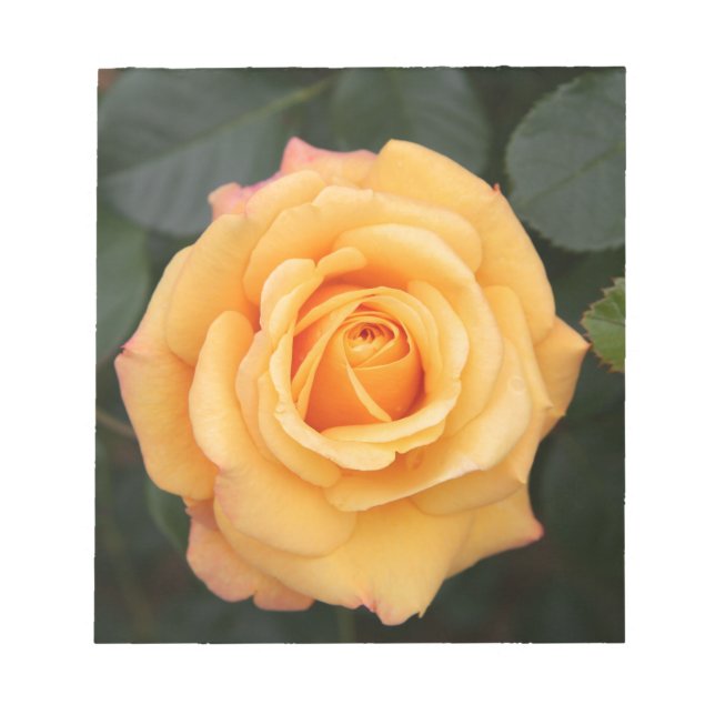 Bloco De Notas rosa floresce amante esposa casal (Frente)